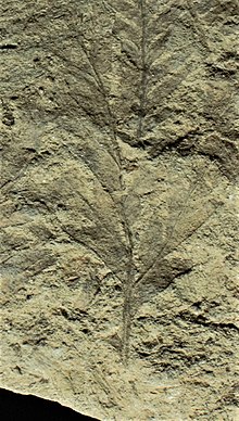 Leaf of Mesodescolea plicata from the Anfiteatro de Ticó formation.jpg