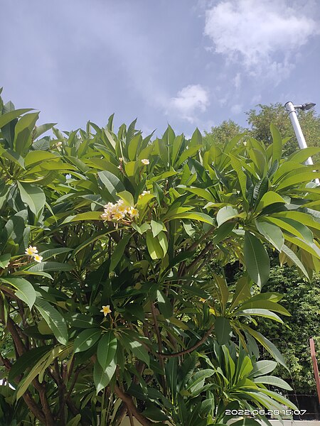 File:Leaf with flower.jpg