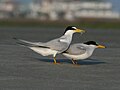 Thumbnail for Least tern