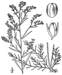 Lechea tenuifolia drawing 1.png