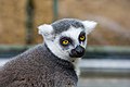 Lemur (37313802875).jpg