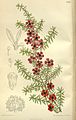 Leptospermum scoparium nichollii 138-8419.jpg