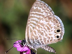 Leptotes marina-ventral.jpg