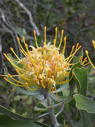 <i>Leucospermum cuneiforme</i> Shrub in the family Proteaceae from the southern mountains of South Africa