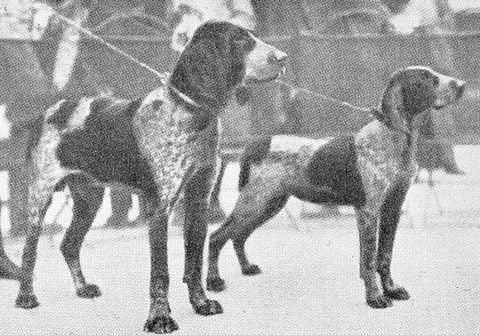 Two Burgalese Pointers (c. 1932).