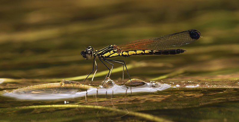 File:Libellago lineata male-Kadavoor-2015-08-21-001.jpg