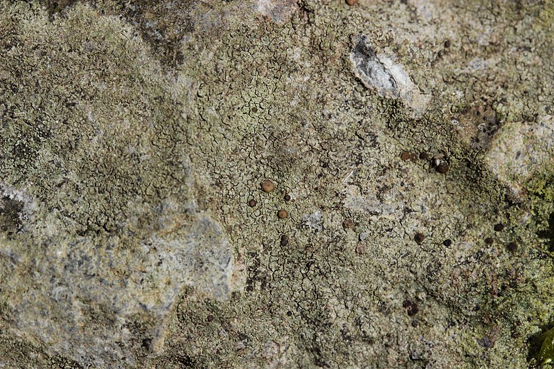 File:Lichen (41346074551).jpg