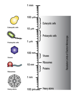 The electron microscope can achieve a resolution of up to 100 picometers, allowing eukaryotic cells, prokaryotic cells, viruses, ribosomes, and even single atoms to be visualized (note the logarithmic scale). Limits of Electron Microscope.png