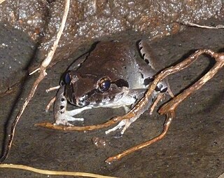 <i>Limnonectes dammermani</i> species of amphibian