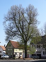 Linden tree at the well