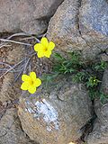 Miniatura para Linum campanulatum