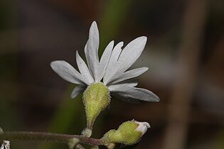 Lithophragma parviflorum