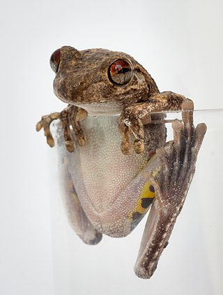 <span class="mw-page-title-main">Roth's tree frog</span> Species of amphibian