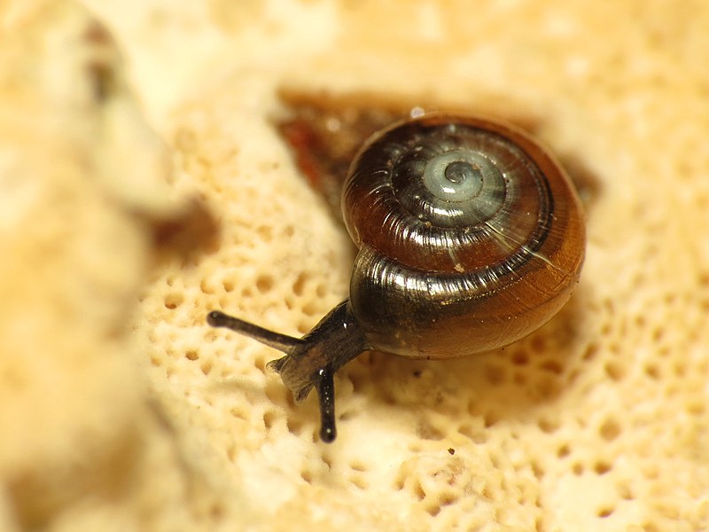 File:Little Snail on a Log - Flickr - treegrow.jpg