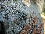 Physcia millegrana (a foliose lichen), with an unlichenized polypore fungus (bottom right), on a fallen log.