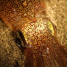 Loligo opalescens - Mimicking sand.jpg