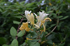 Lonicera caprifolium