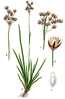 <i>Luzula forsteri</i> Species of flowering plant in the rush family Juncaceae