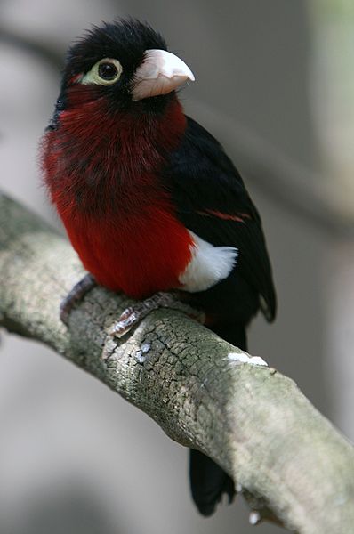 File:Lybius bidentatus -San Diego Zoo-8a.jpg