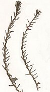 Lythrum hyssopifolia1 Herbar.jpg