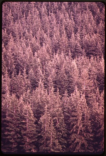 File:MONOCULTURED DOUGLAS FIR TREES ON THE HUMPTULIPS RIVER IN OLYMPIC NATIONAL TIMBERLAND, WASHINGTON. NEAR OLYMPIC... - NARA - 555115.jpg