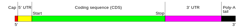 File:MRNA structure.svg