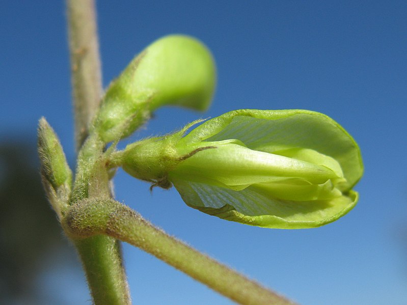 File:Macrotyloma axillare flower8 (10356902304).jpg