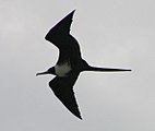 Magnificent Frigatebird - Bahia Honda State Park