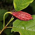 Magnolia sieboldii subsp. japonica (fruits s3).jpg