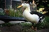 Magpie Duck