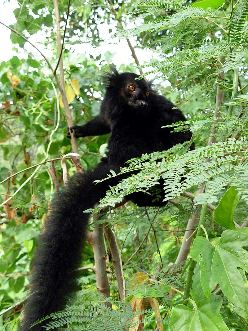 Mohrenmaki (Eulemur macaco), Männchen