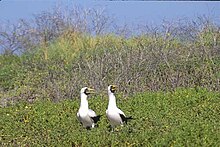 A pair of masked boobies (Sula dactylatra) calling on Malden Island