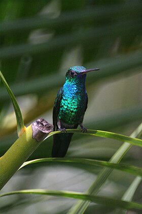 Male Blue-chinned Sapphire (Chlorestes notatus).jpg