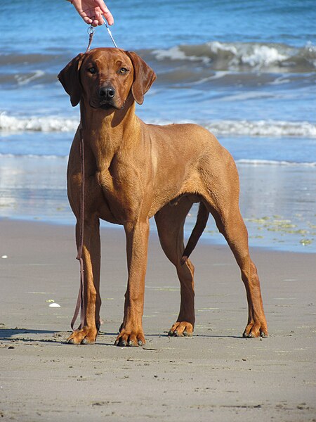 File:Male Rhodesian ridgeback IMG 6800.JPG