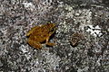 Male and juvenile of Black Mountain Boulder Frog.jpg