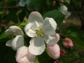 Malus transitoria üçün miniatür