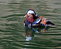 Миниатюра для Файл:Mandarin Duck (5361033205).jpg