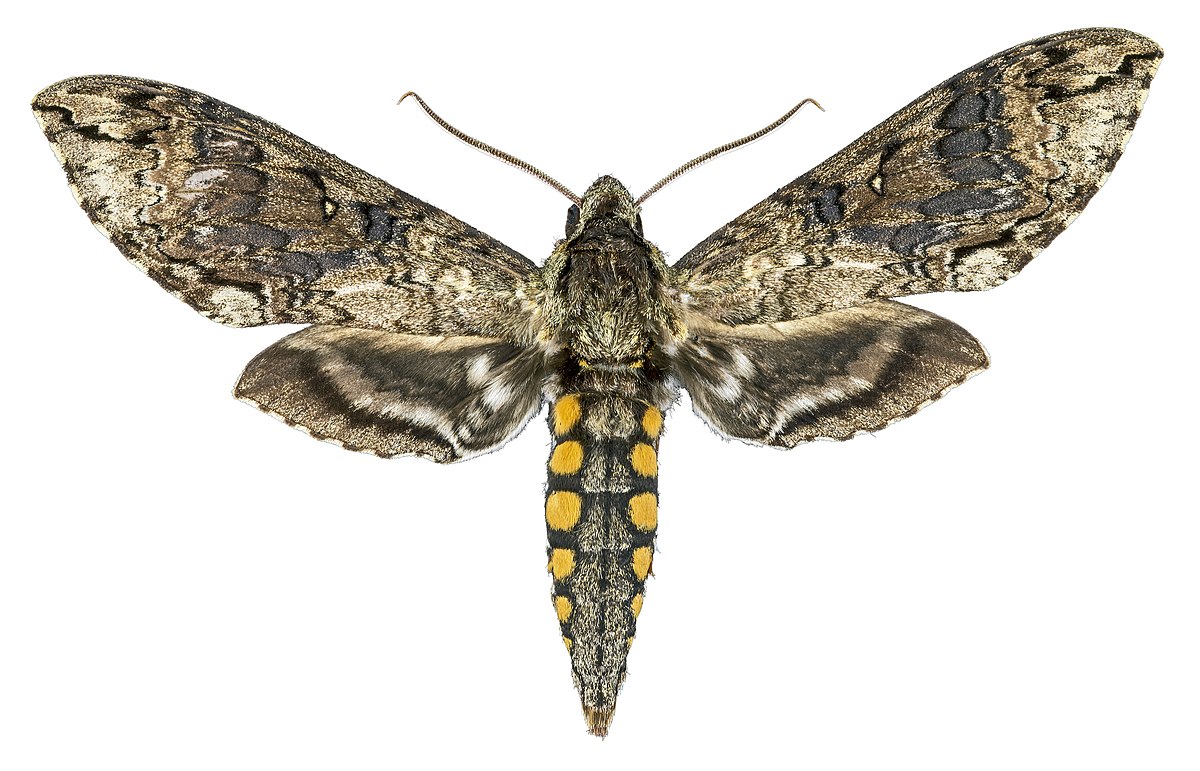 manduca butterfly