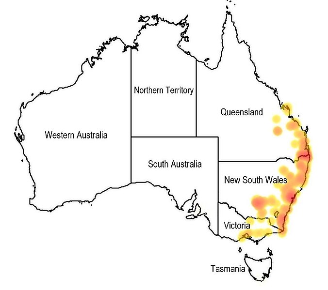 File:Map.Prostanthera ovalifolia.jpg