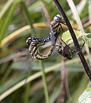 Mating Dragonflies 1 (3925705501).jpg