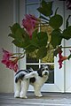 The "tall" Coton de Tulear is a leggy variation of the regular Coton