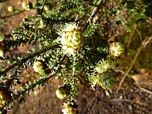 Melaleuca densa (yeşillik ve çiçekler) .JPG