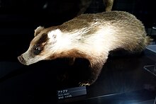 Meles leucurus - National Museum of Nature and Science, Tokyo - DSC06812.jpg