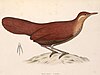 Mesitornis unicolor 1849.jpg