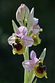 Ophrys tenthredinifera subsp. spectabilis Spain - Mallorca Serra de Tramuntana