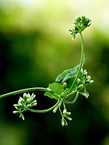 Mikavia micrantha at Kadavoor.jpg