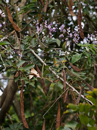 <i>Millettia thonningii</i> Species of legume