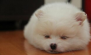 Un cucciolo di Pomerania