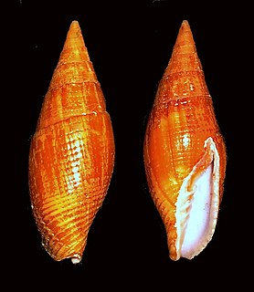 <i>Strigatella fulvescens</i> Species of gastropod