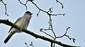 Blackcap